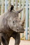 HOU_Zoo_White Rhino.jpg